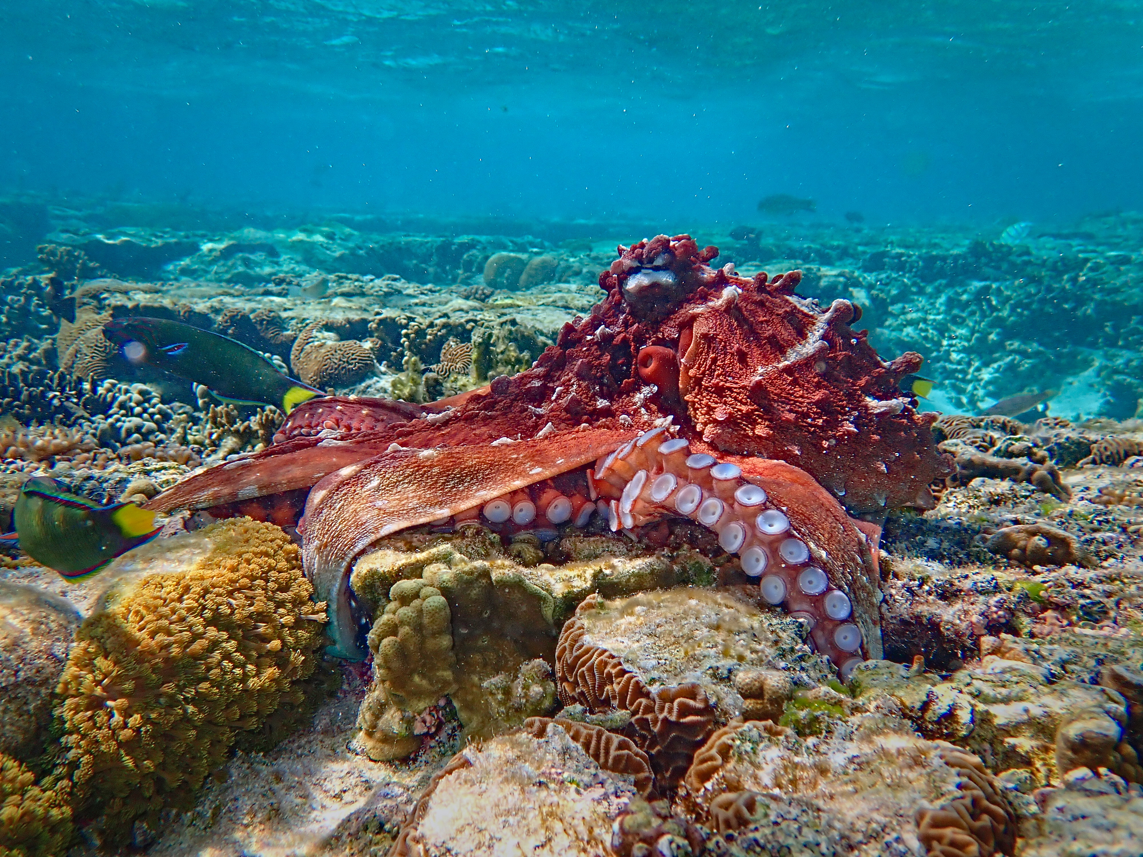 OctopusSideReefView.jpg